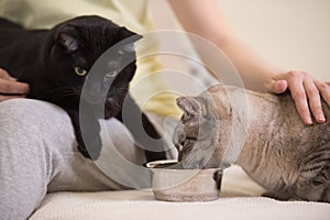 Unrecognizable woman feeding two cats at home