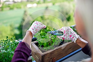 Unrecognizable woman gardening on balcony in summer, cutting herbs.