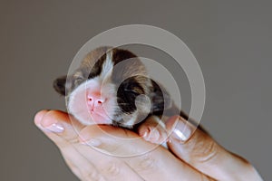 Unrecognizable woman hand carry small puppy of corgi dog with close eyes near camera on gray background. Newborn animal