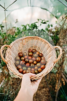 Unrecognizable woman hand holding basket of tomatoes at vegetable garden in greenhouse