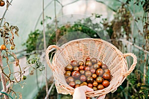 Unrecognizable woman hand holding basket of tomatoes at vegetable garden in greenhouse
