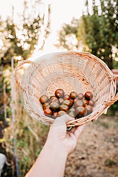 Unrecognizable woman hand holding basket of tomatoes at vegetable garden in greenhouse