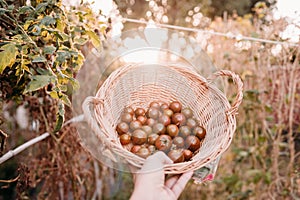 Unrecognizable woman hand holding basket of tomatoes at vegetable garden in greenhouse