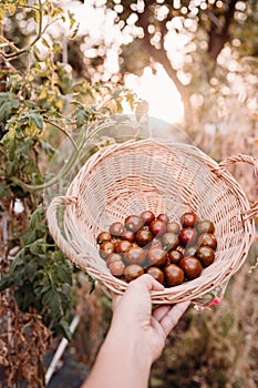 Unrecognizable woman hand holding basket of tomatoes at vegetable garden in greenhouse