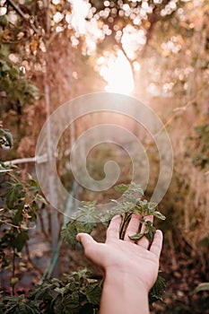 Unrecognizable woman hand holding cherry tomato leaves at vegetable garden in greenhouse