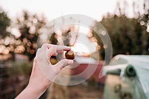 Unrecognizable woman hand holding cherry tomatoes at vegetable garden in greenhouse