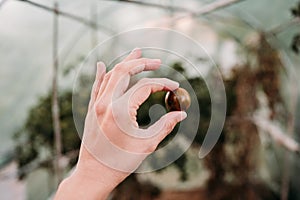 Unrecognizable woman hand holding cherry tomatoes at vegetable garden in greenhouse