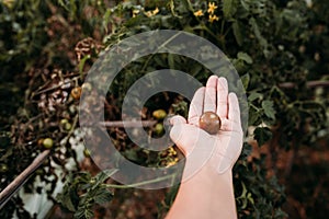 Unrecognizable woman hand holding cherry tomatoes at vegetable garden in greenhouse