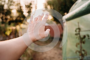 Unrecognizable woman hand at vegetable garden greenhouse at sunset. self sufficiency concept