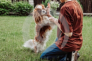 Unrecognizable woman playing and training pure breed dog brown and white Cavalier King Charles spaniel in garden or park