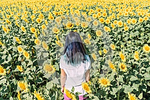 Unrecognizable woman walking in sunflowers field in summer.