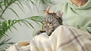 unrecognizable woman in a warm cozy hoodie stroking a tabby kitten. person relaxing at home on the sofa, relaxed