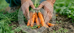 Unrecognized chef gathering ripe organic vegetables on a rural farmland for culinary use photo