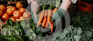 Unrecognized chef harvesting organic vegetables on a lush farm for fresh culinary delights photo