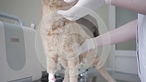 Unrecognized female veterinarian in white gown cleaning eyes of cute obedient ginger cat holding his muzzle with her