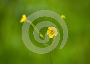 An unremarkable field flower is a yellow buttercup photo