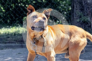 An unrestrained pit bull terrier dog on a chain looks up photo