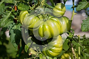 Unripe accordion tomato cultivar growing on plant photo