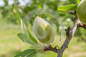 Unripe almond on the branch of  the tree in Sicily, Italy