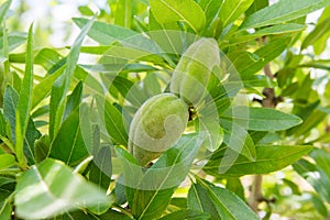 Unripe almond on the branch of the tree in Sicily, Italy