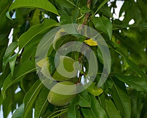 Unripe Almond Drupes