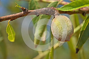 Unripe almond on tree photo