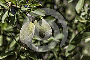 Unripe almond tree fruits in foliage close-up