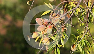 Unripe almonds on almond tree.