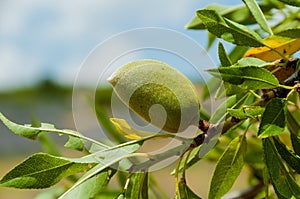 Unripe almonds on almond tree.