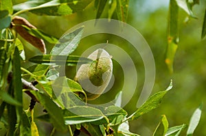 Unripe almonds on almond tree.