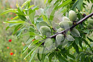 Unripe almonds on almond tree. Sunny spring day in Greece.