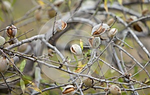 Unripe almonds on almond tree in taberrant