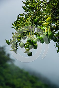 unripe & x28;amature& x29; fruits of orange cultivars Sai Nam Pherng