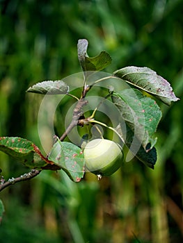 An unripe apple surrounding leaves bearing, fruit