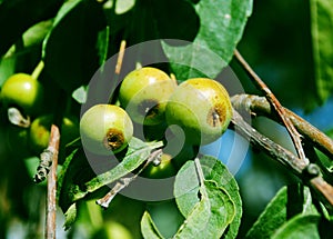 Unripe apples
