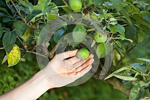 Unripe apples in orchard