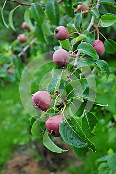 Unripe apples on tree