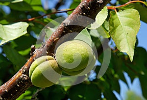 Unripe apricot fruits