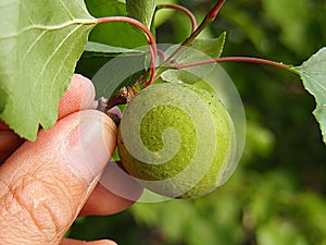 Unripe apricot, raw apricot, very sour raw apricot pictures, a handful of apricots, apricot tree green raw apricot fruit