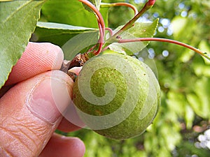 Unripe apricot, raw apricot, very sour raw apricot pictures, a handful of apricots, apricot tree green raw apricot fruit