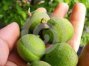 Unripe apricot, raw apricot, very sour raw apricot pictures, a handful of apricots, apricot tree green raw apricot fruit