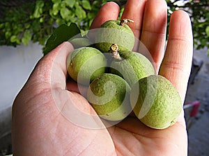 Unripe apricot, raw apricot, very sour raw apricot pictures, a handful of apricots, apricot tree green raw apricot fruit