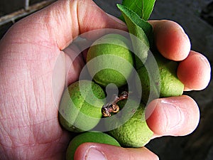 Unripe apricot, raw apricot, very sour raw apricot pictures, a handful of apricots, apricot tree green raw apricot fruit