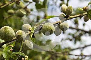 Unripe apricots