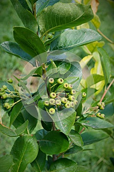 Unripe aronia fruits