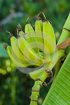 Unripe banana fruits.