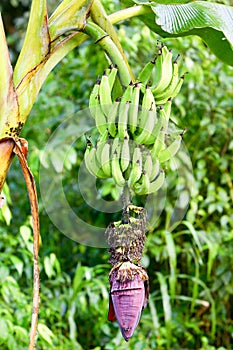 Unripe Bananas Fruits Pile photo