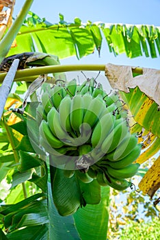 Unripe bananas in the jungle close up