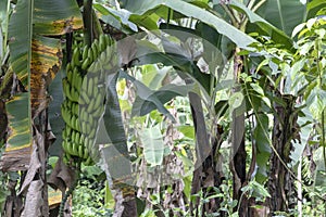 Unripe bananas in the jungle close up: Green Banana tree in the rainforest of Amazon River basin in South America