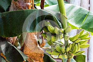 Unripe bananas on the tree in Punta Cana, La Altagracia, Dominican Republic. Close-up.